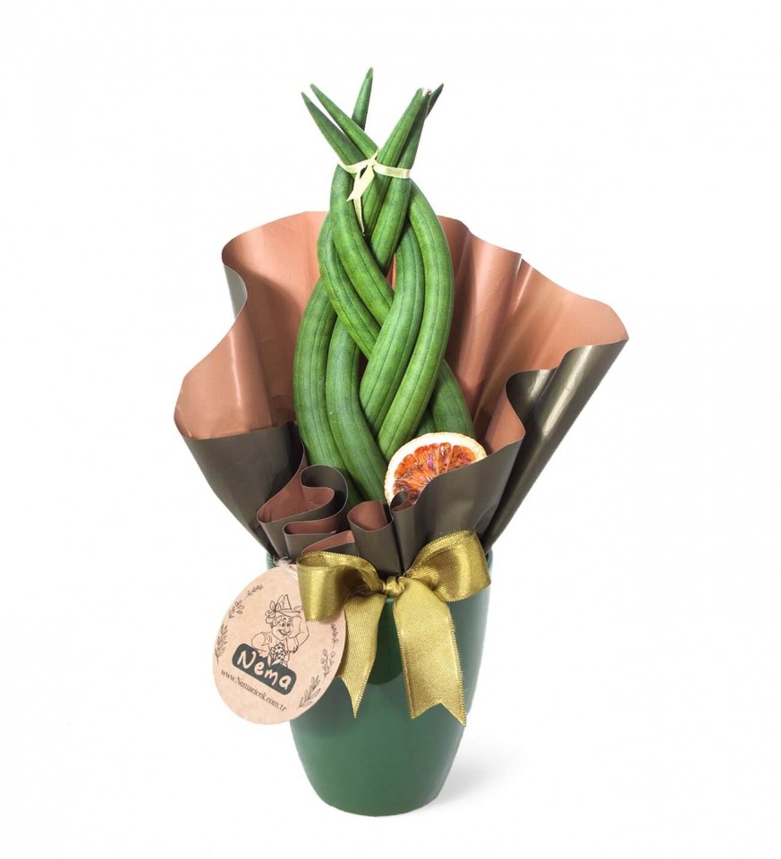 Paşa Kılıcı - Örgülü Sansevieria Cylindrica Yeşil Lily