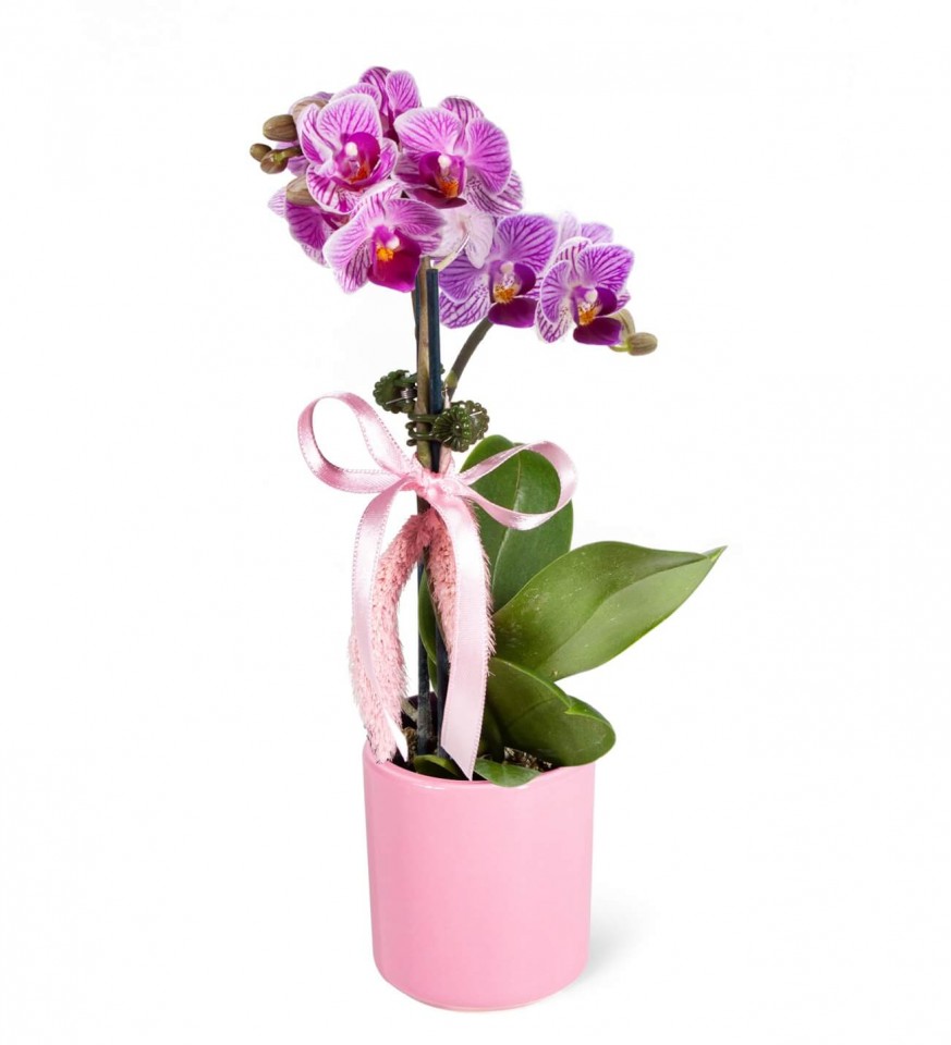 Mini Orkide - Pembe Lily Tek Dal