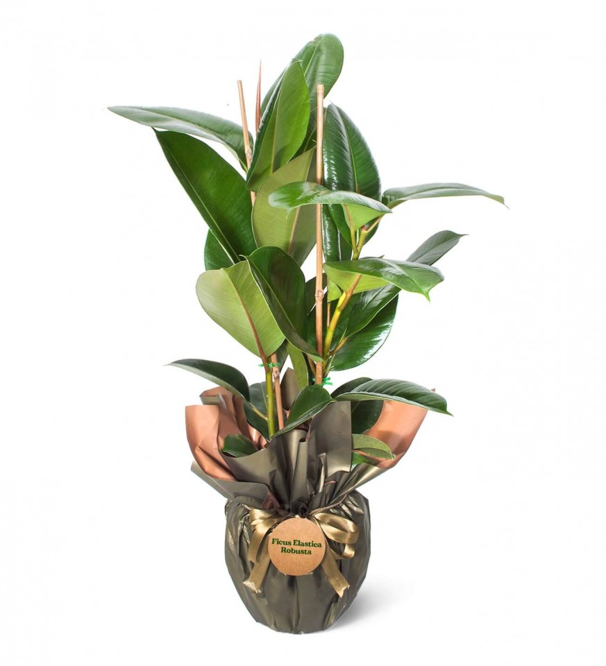 Ficus Elastica Robusta - Kauçuk 2 Dal 