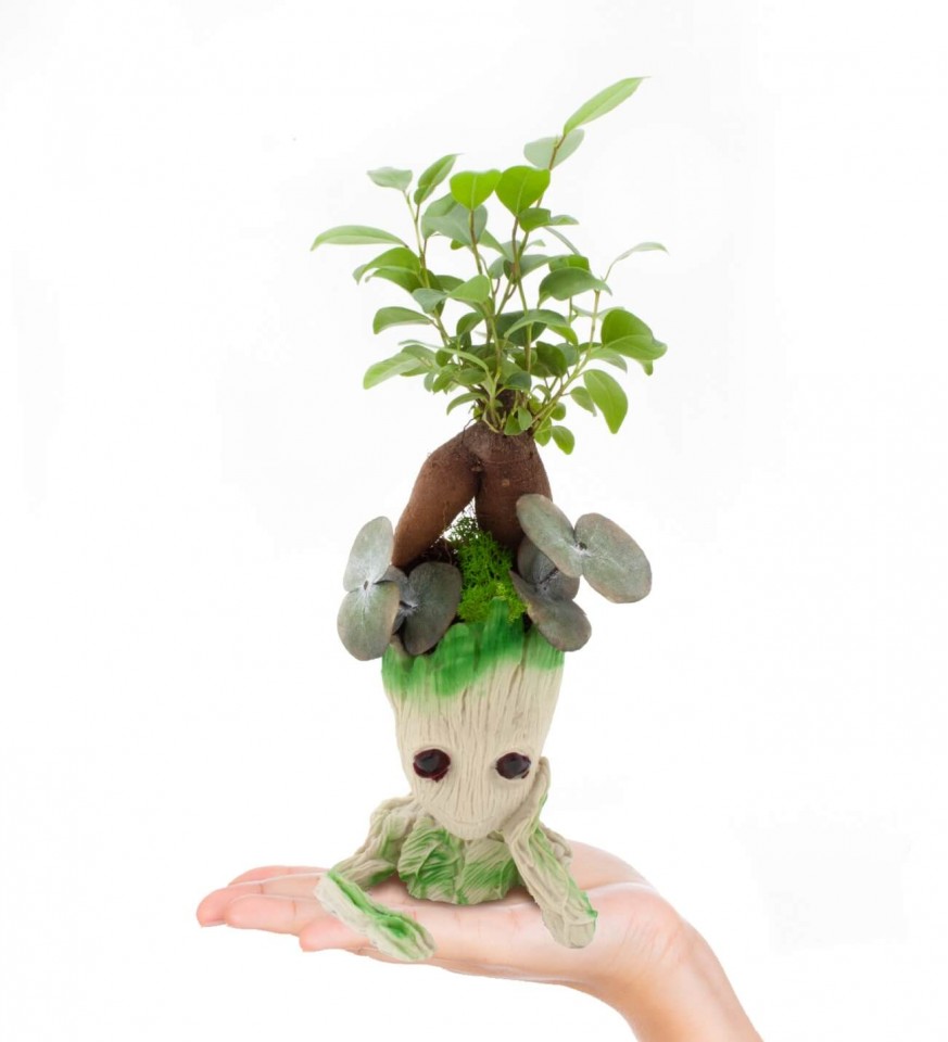  Ficus Ginseng Bonsai - Groot Saksıda