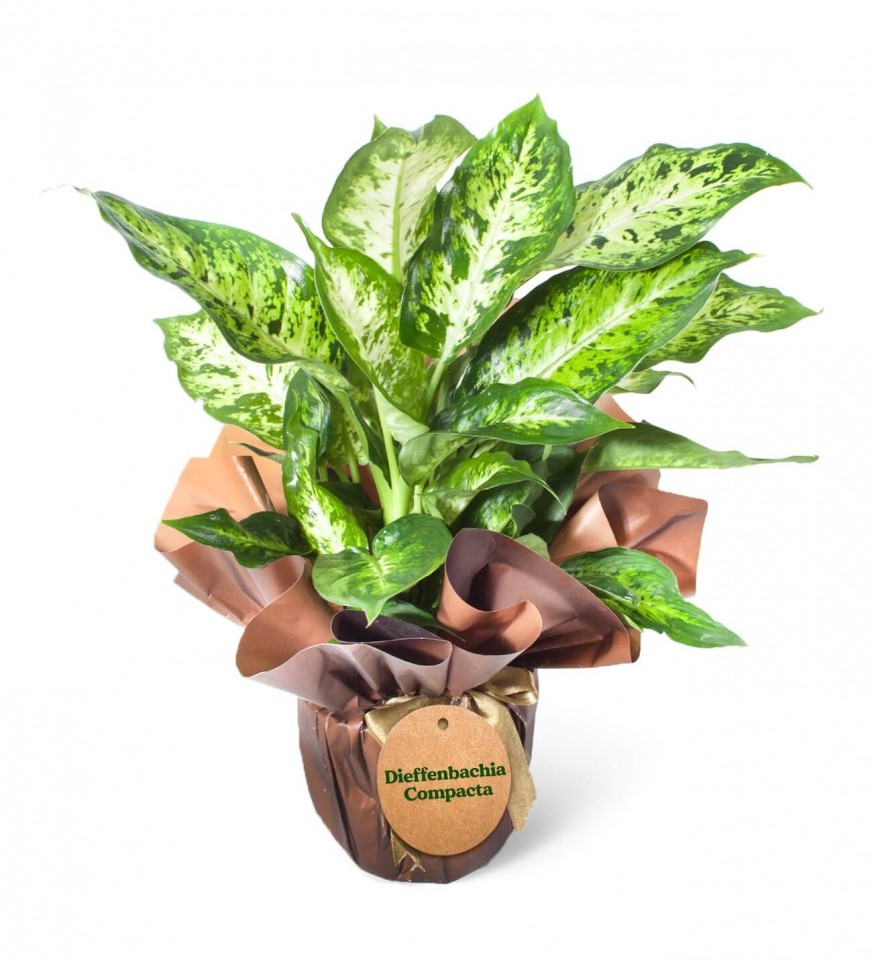  Difenbahya  - Dieffenbachia Compacta