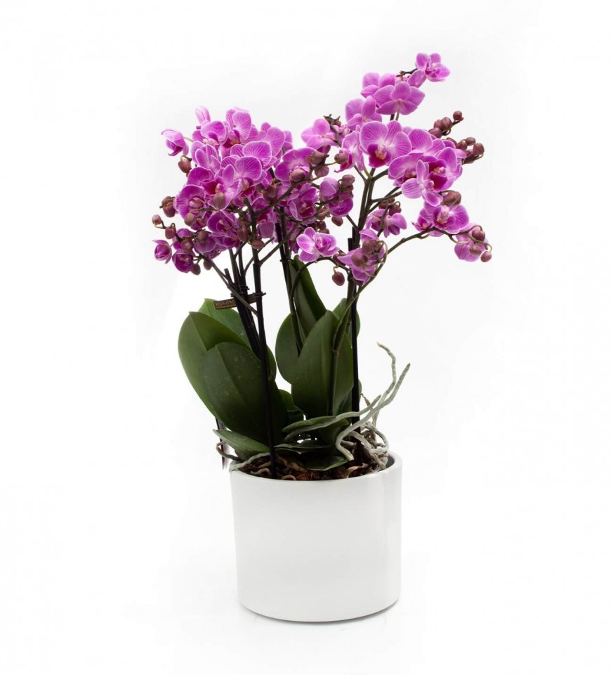 Orkide - Bellissima Pembe Orkide 