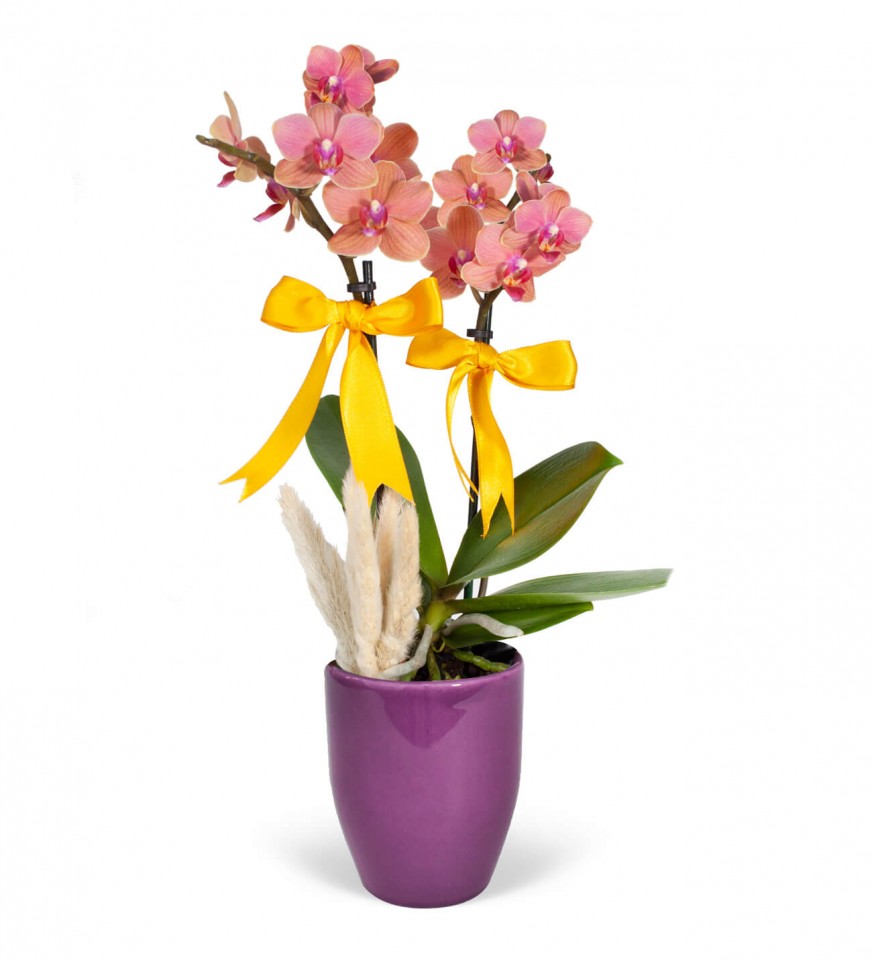 Midi Orkide - Mor Lily Turuncu Orkide