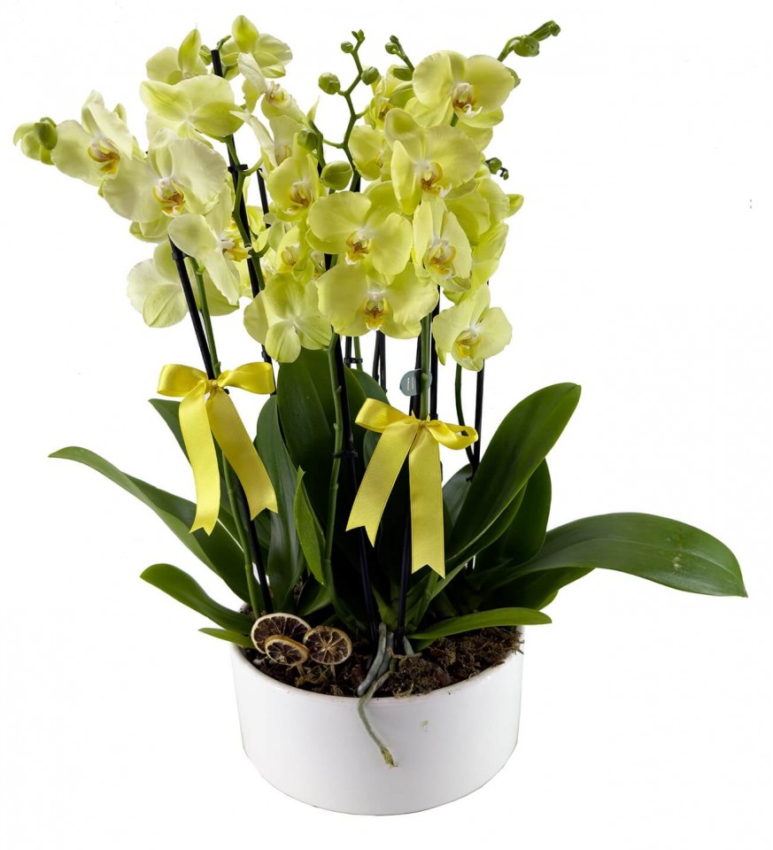 Orkide - Sarı Orkide Diana 