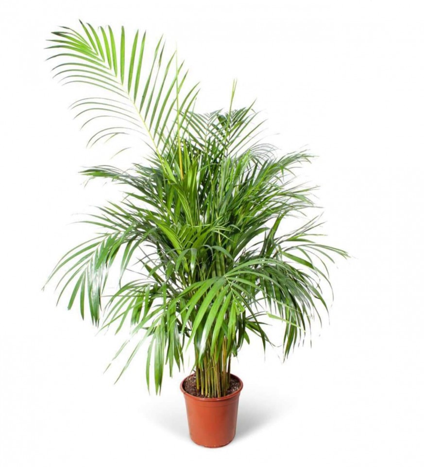 Salon Palmiyesi - Dypsis Lutescens  120