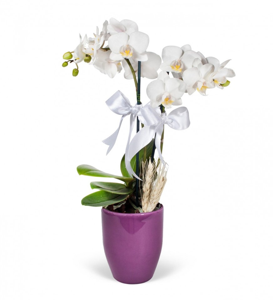 Midi Orkide - Mor Lily Beyaz Orkide