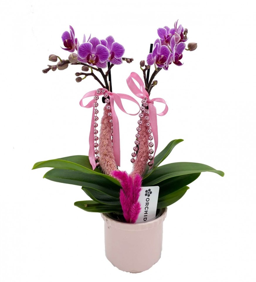 Midi Orkide - Pembe Lily Pembe İnci Orkide 