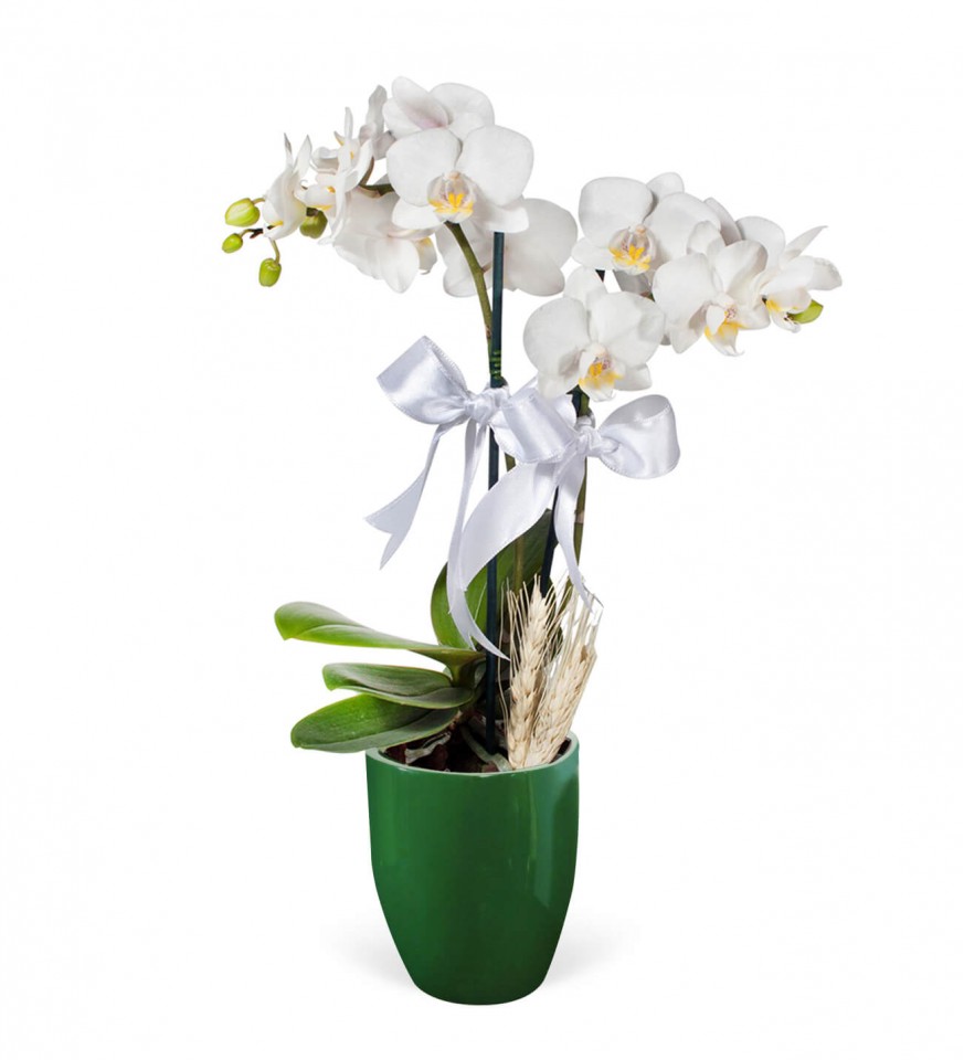 Midi Orkide - Yeşil Lily  Beyaz Orkide