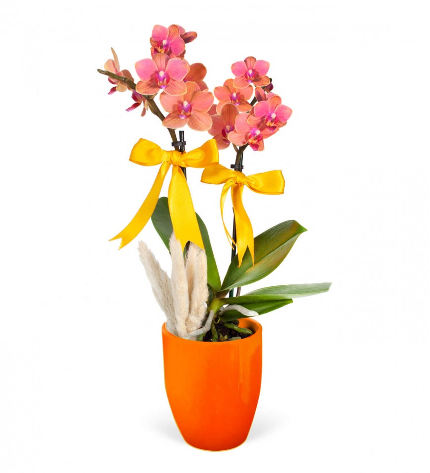 Midi Orkide - Turuncu Lily  Turuncu Orkide