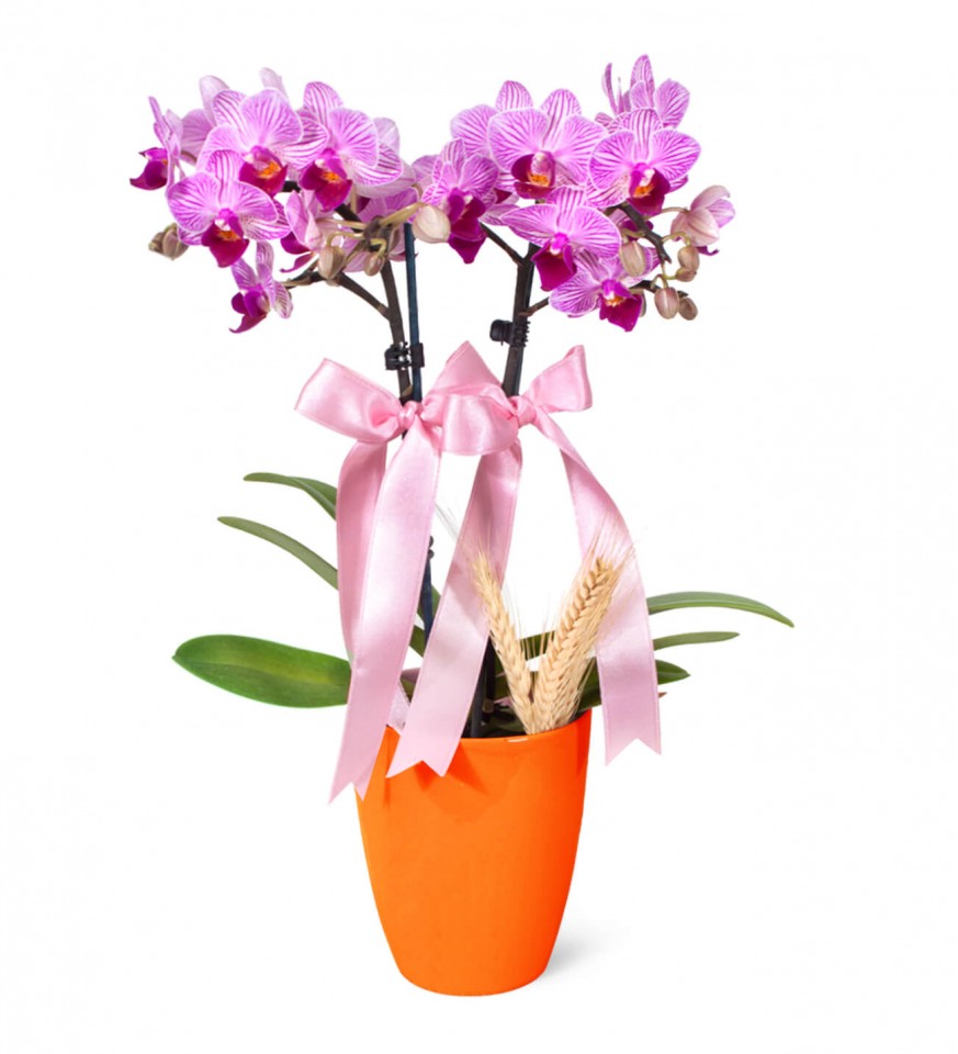 Midi Orkide - Turuncu Lily  Pembe Orkide
