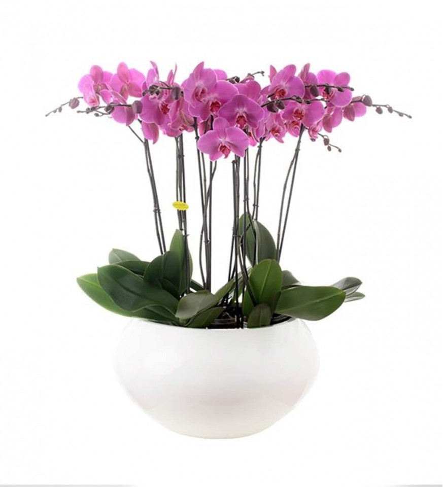 Orkide - Mor Orkide Diana 