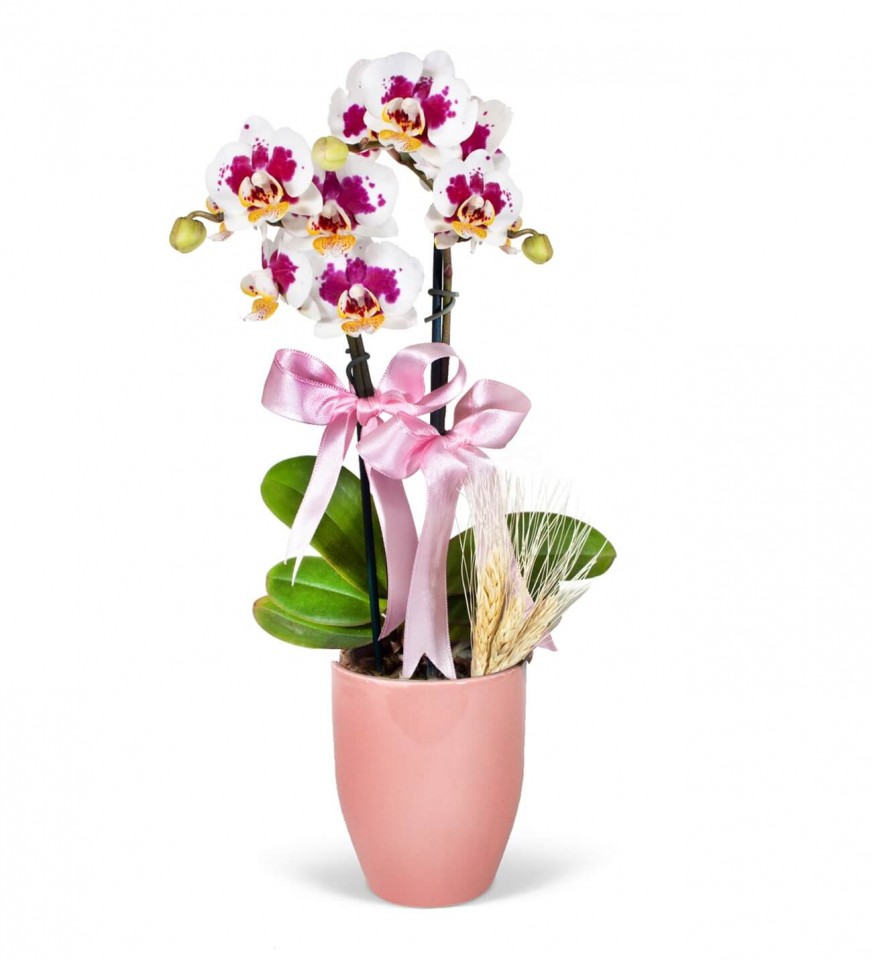Midi Orkide - Pembe Lily  Dalmaçyalı Orkide