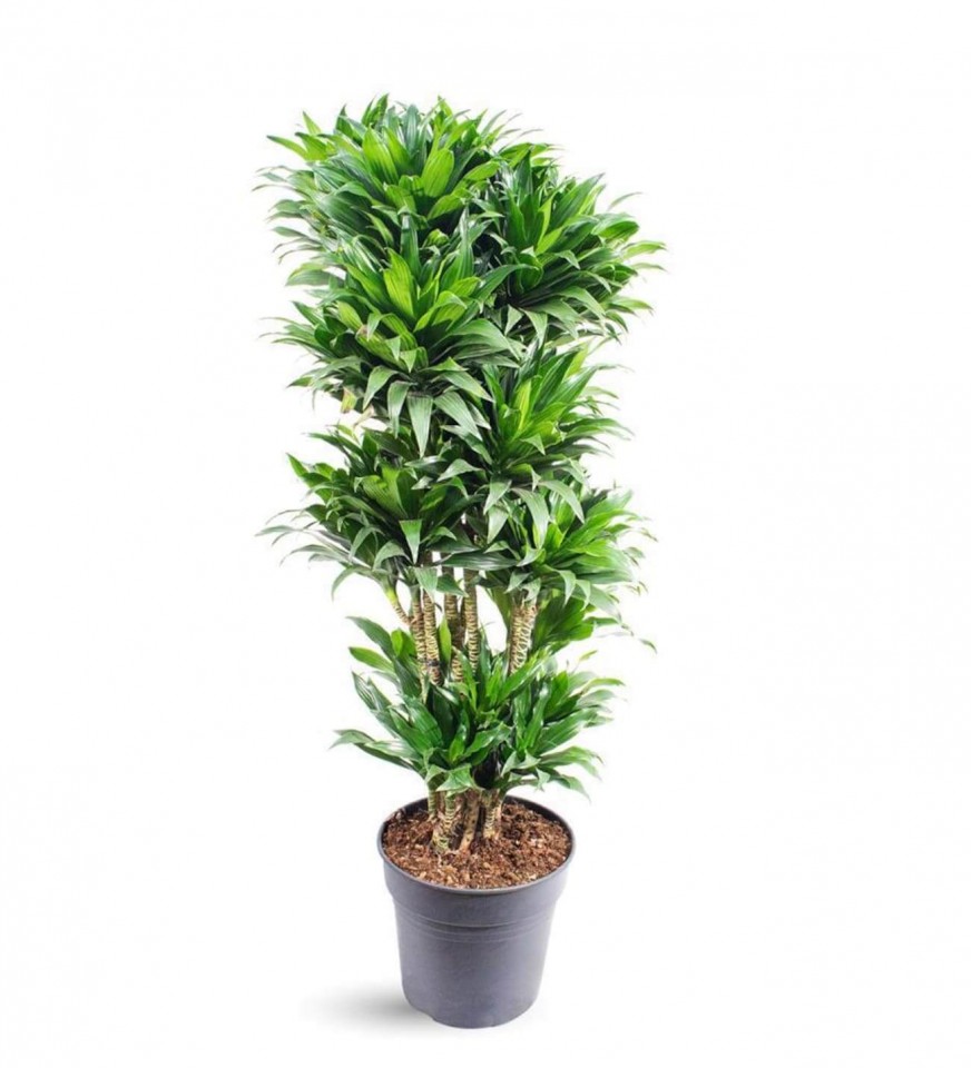 Dracaena - Compacta Vertakt