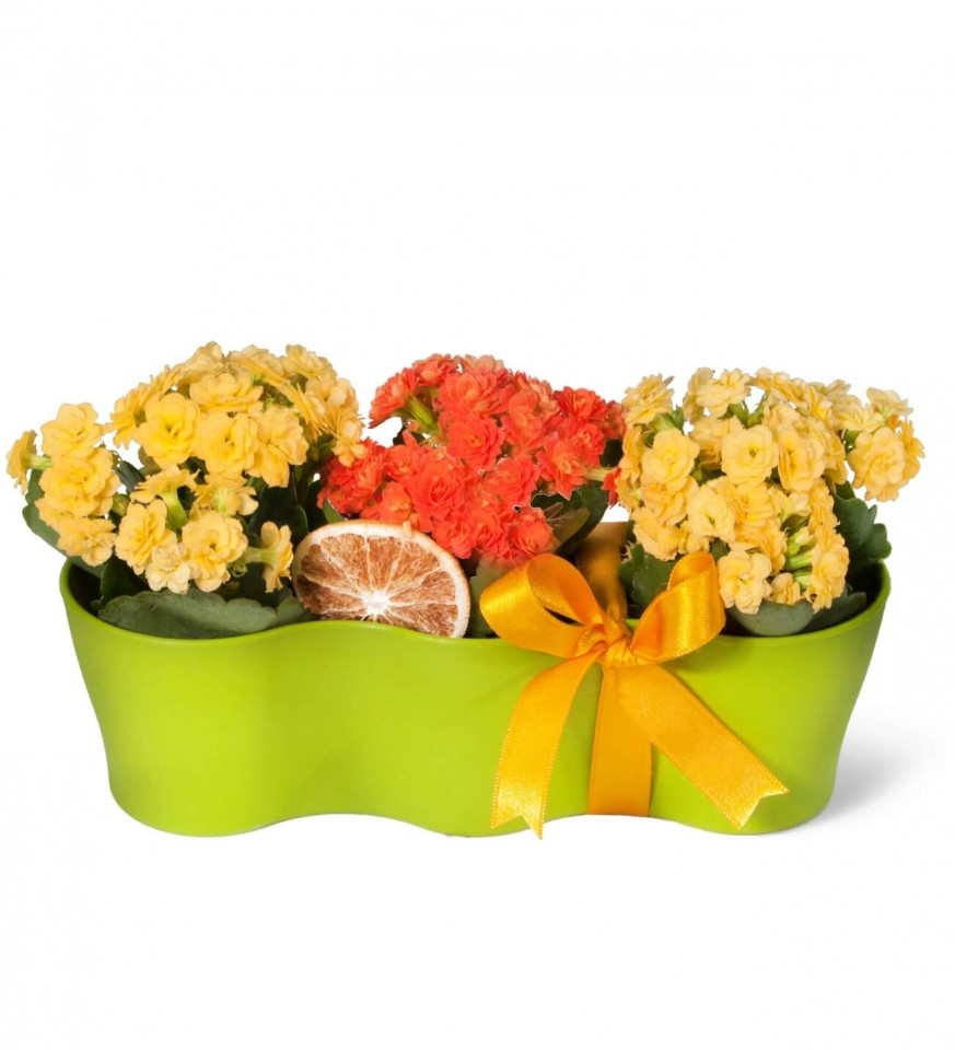 Kalanşo - Kalanchoe Yeşil 3lü Set