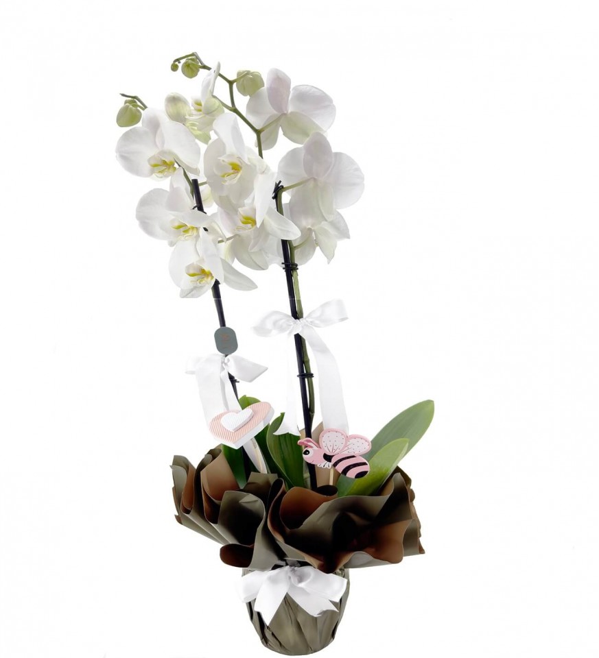  Orkide - Beyaz 2 Dal 