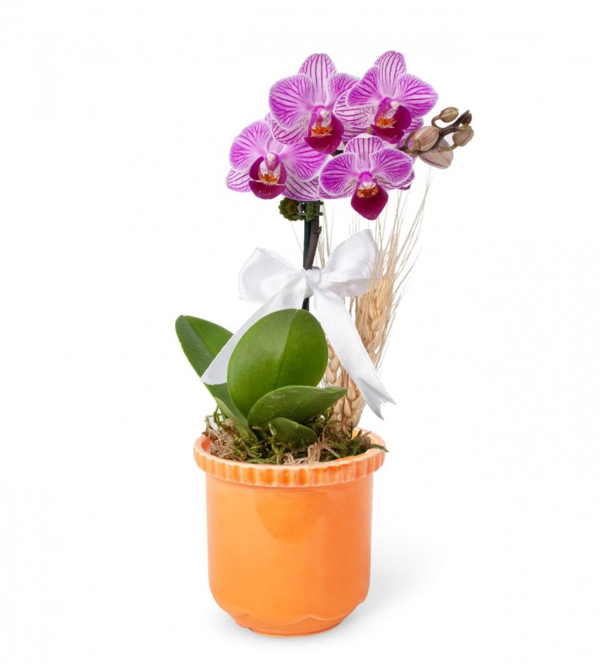 Mini Orkide - Turuncu Lily Tek Dal