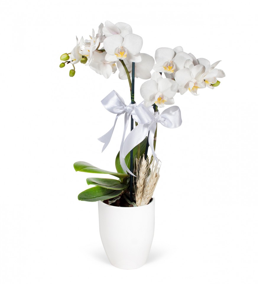 Midi Orkide - Beyaz Lily Beyaz Orkide