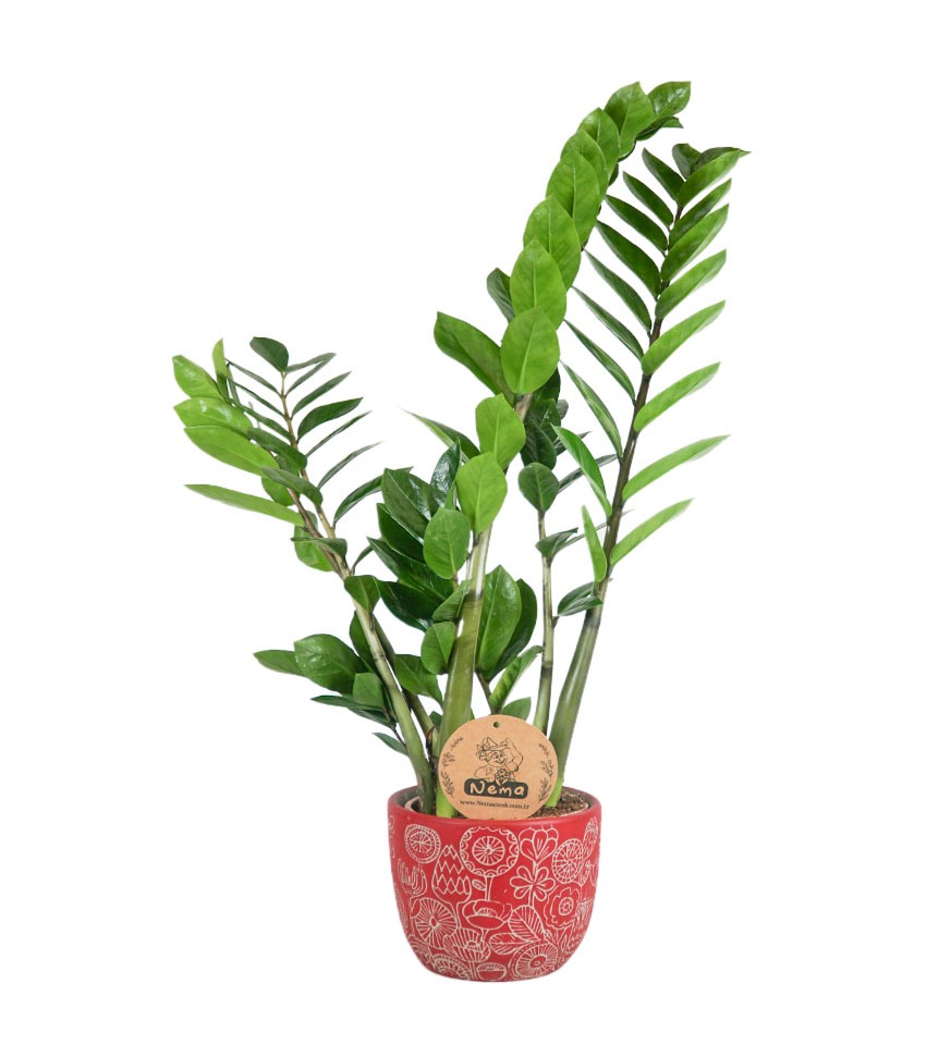 Zeze Çiçeği - Zamia Zamiifolia Kırmızı Anna