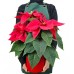 Atatürk Çiçeği -  Poinsettia 