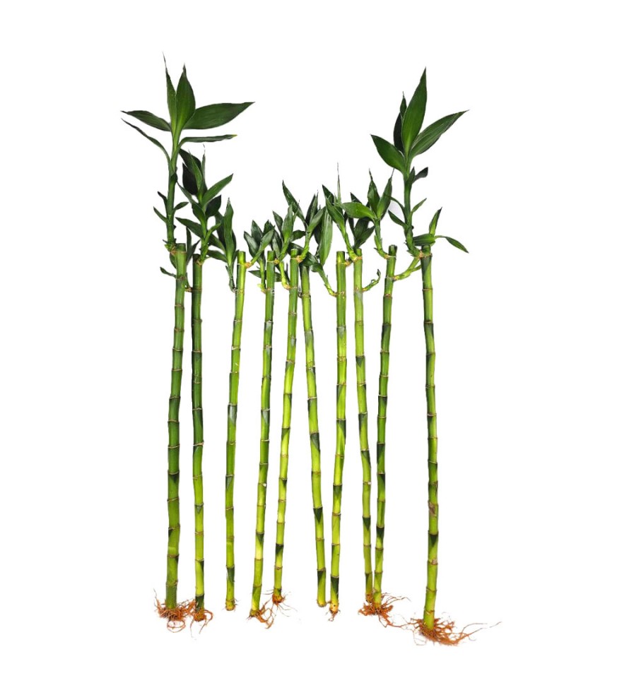 Bambu - Düz Şans Bambusu 