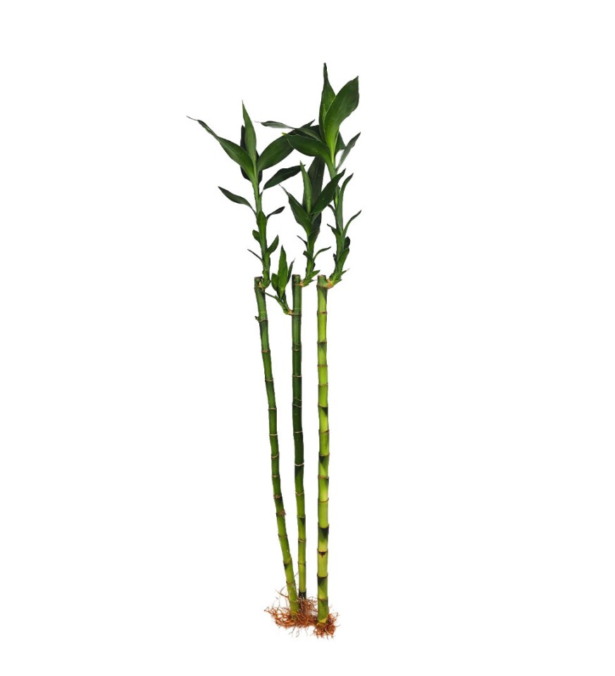 Bambu - Şans Bambusu 60 cm