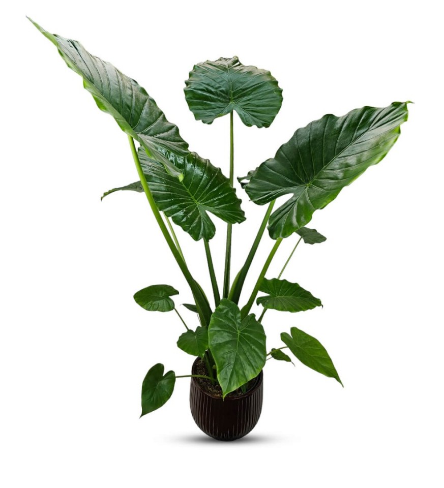 Fil Kulağı - Alocasia Gageana 