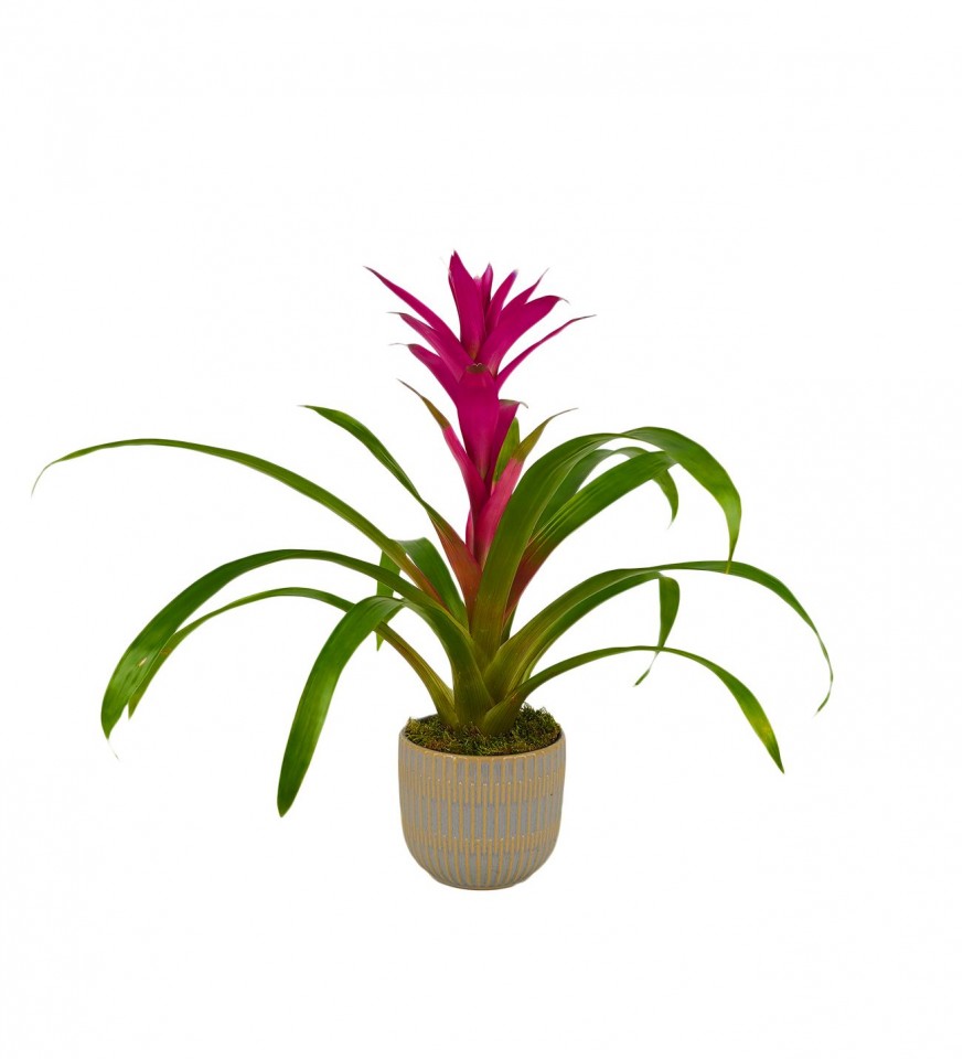 Guzmanya - Pembe Guzmania Mavi Seramik 