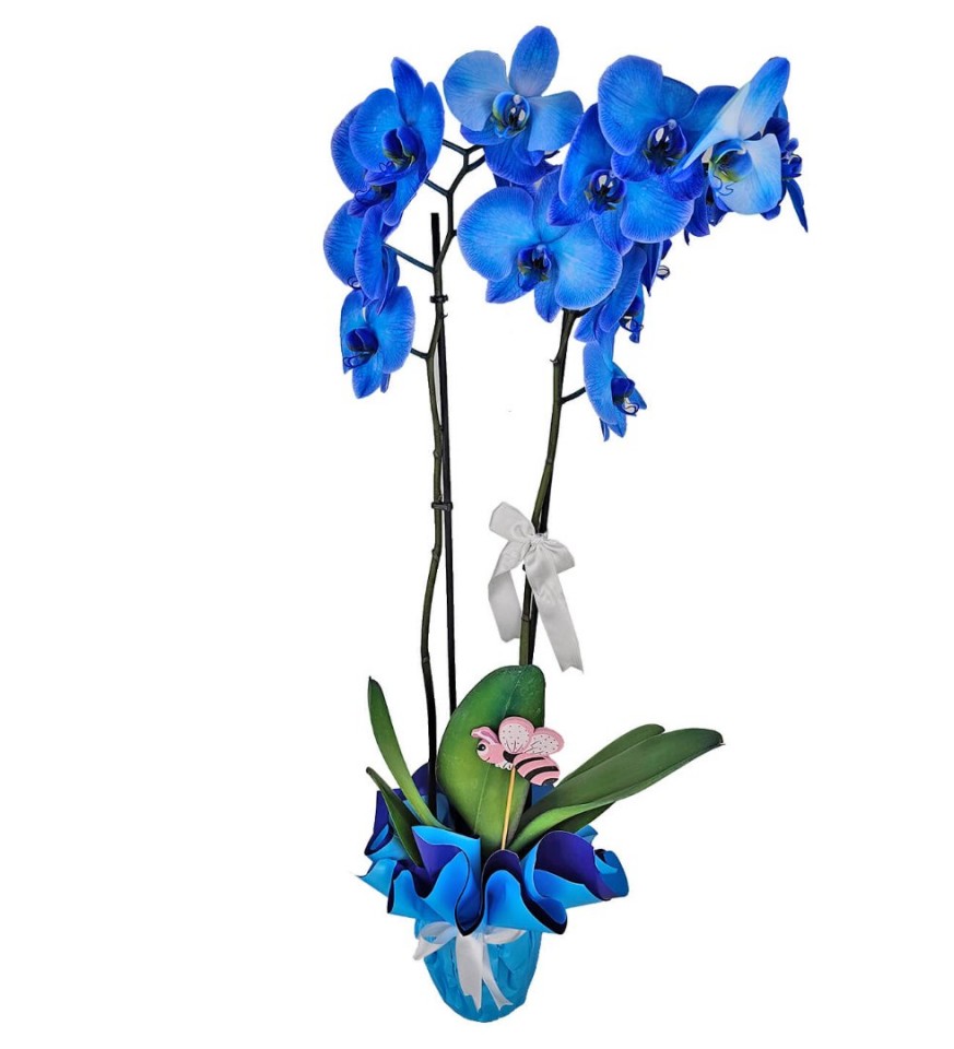 Mavi Orkide 2 Dal 
