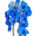 Mavi Orkide 2 Dal 