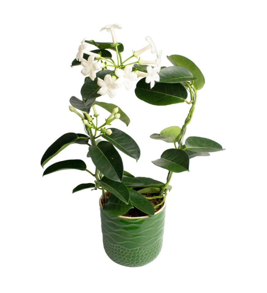 Yasemin Çiçeği - Stephonatis Yeşil Maya 