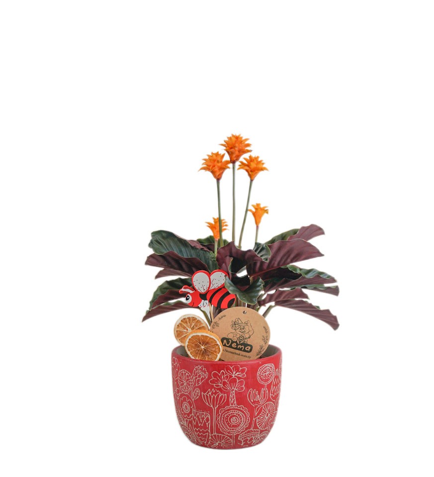 Dua Çiçeği  - Calathea Crocata Kırmızı Anna