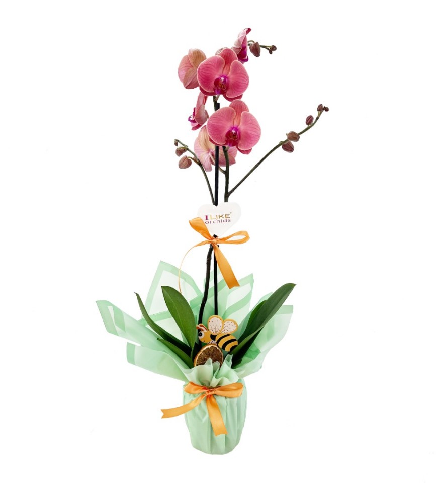 Orkide - Turuncu Tek Dal 