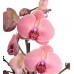 Orkide - Turuncu Tek Dal 