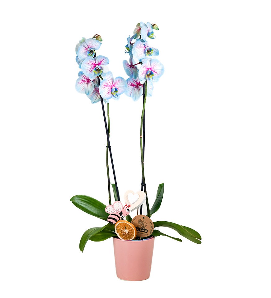 Wonder Orkide - Pembe Nora