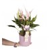 Antoryum - Anthurium Lily