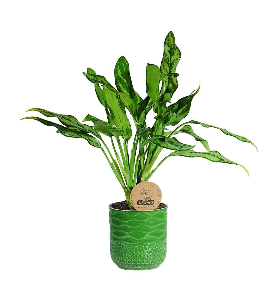 Aglaonema Tigres - Yeşil Maya
