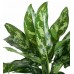 Aglaonema Maria - Kırmızı Maya