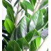 Zeze Çiçeği - Zamia Zamiifolia Siyah Ala Terracotta