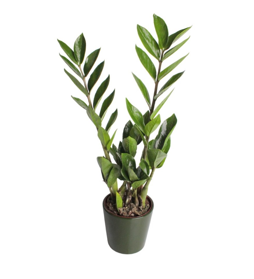 Zeze Çiçeği - Zamia Zamiifolia Yeşil Nora