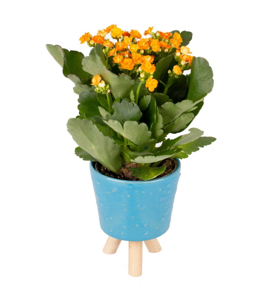 Kalanşo - Turuncu Kalanchoe Mavi Zoe 