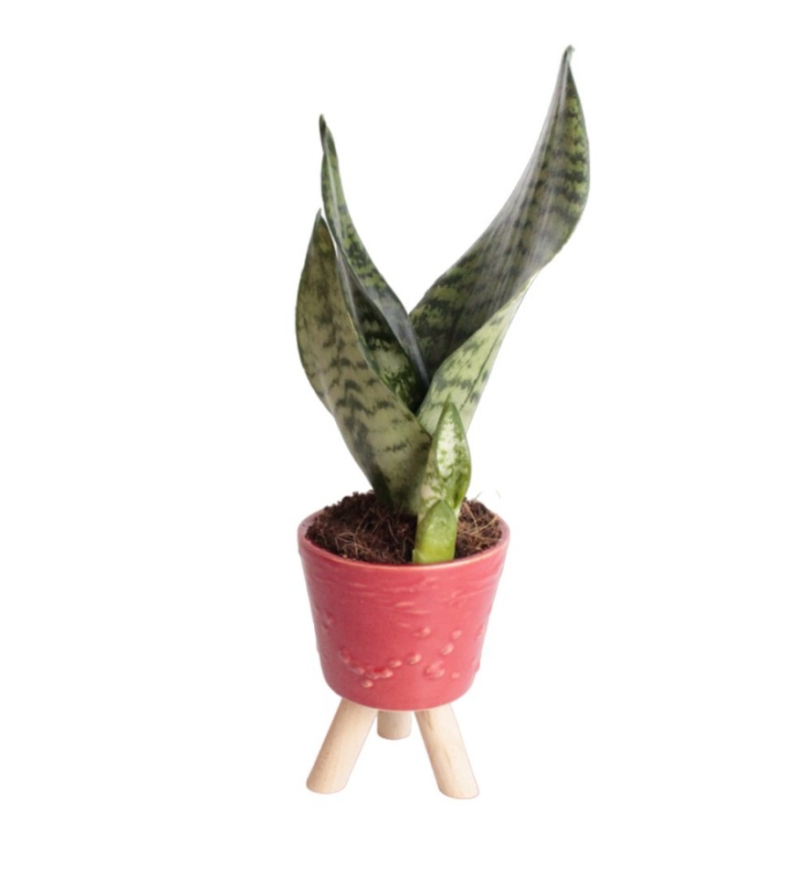 Paşa Kılıcı - Sansevieria Trifasciata Kırçıllı Kırmızı Zoe 