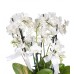 Midi Orkide - Beyaz Orkide Mila