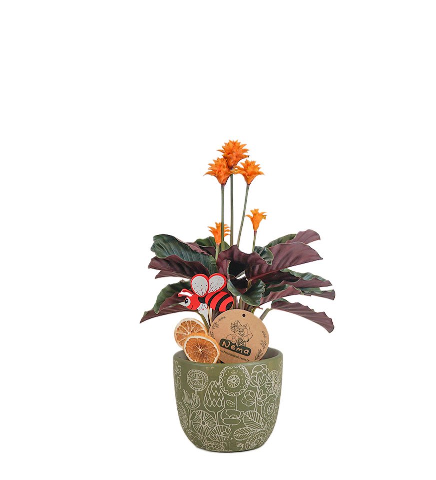 Dua Çiçeği  - Calathea Crocata Yeşil Anna