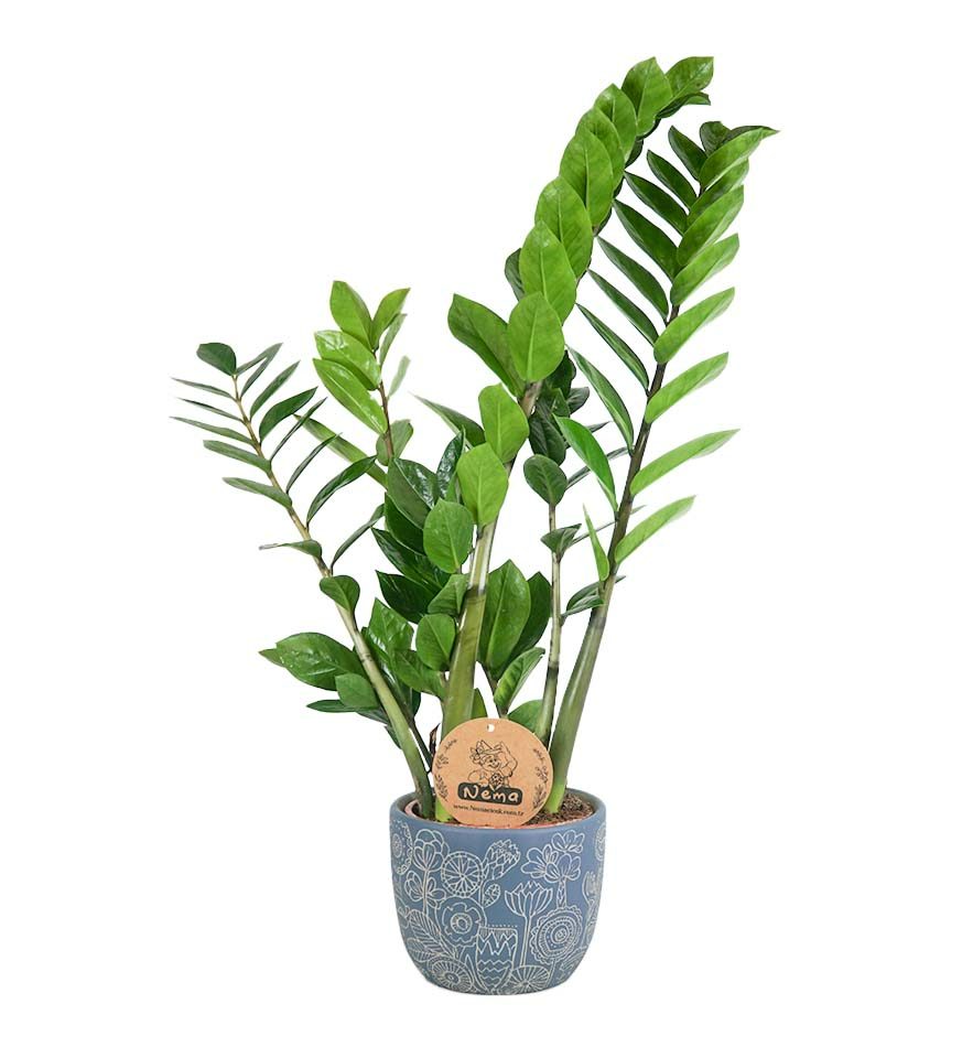 Zeze Çiçeği - Zamia Zamiifolia Mavi Anna