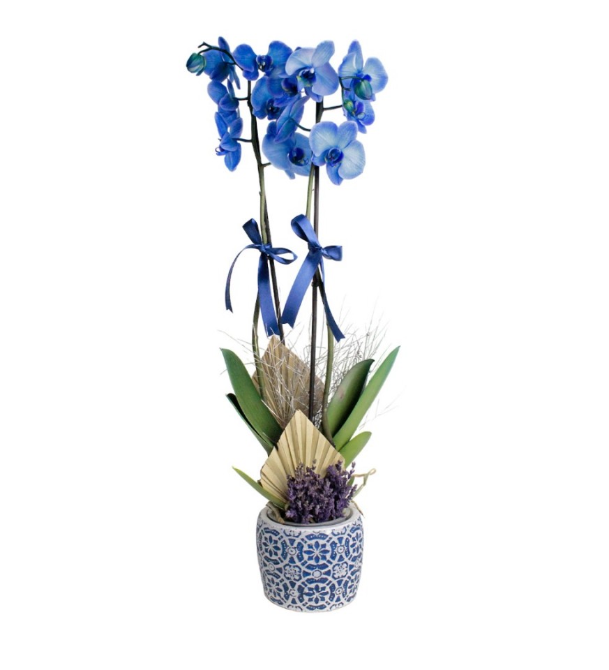 Mavi Orkide - Trigon 