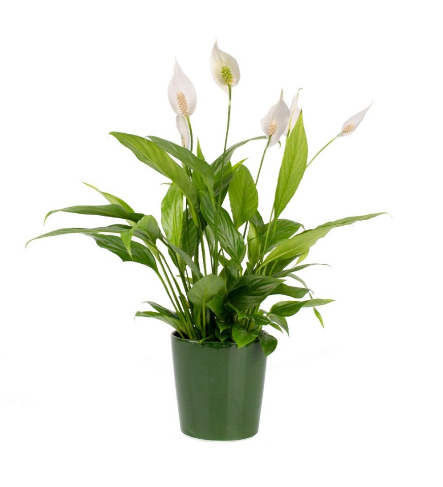 Barış Çiçeği  - Spathiphyllum Yeşil Nora