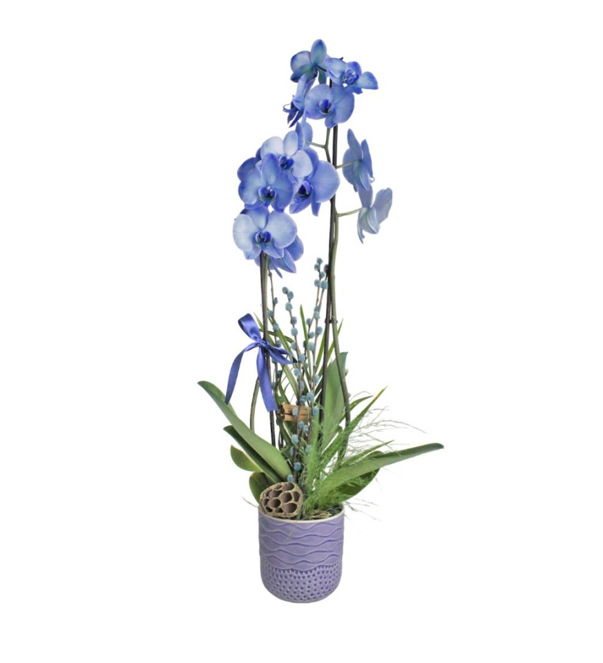 Mavi Orkide Gri Seramik Saksı 