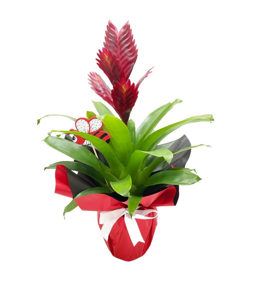 Alev Kılıcı Çiçeği - Vriesea Carinata Kırmızı