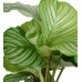 Dua Çiçeği - Calathea Orbifolia Yeşil Anna 