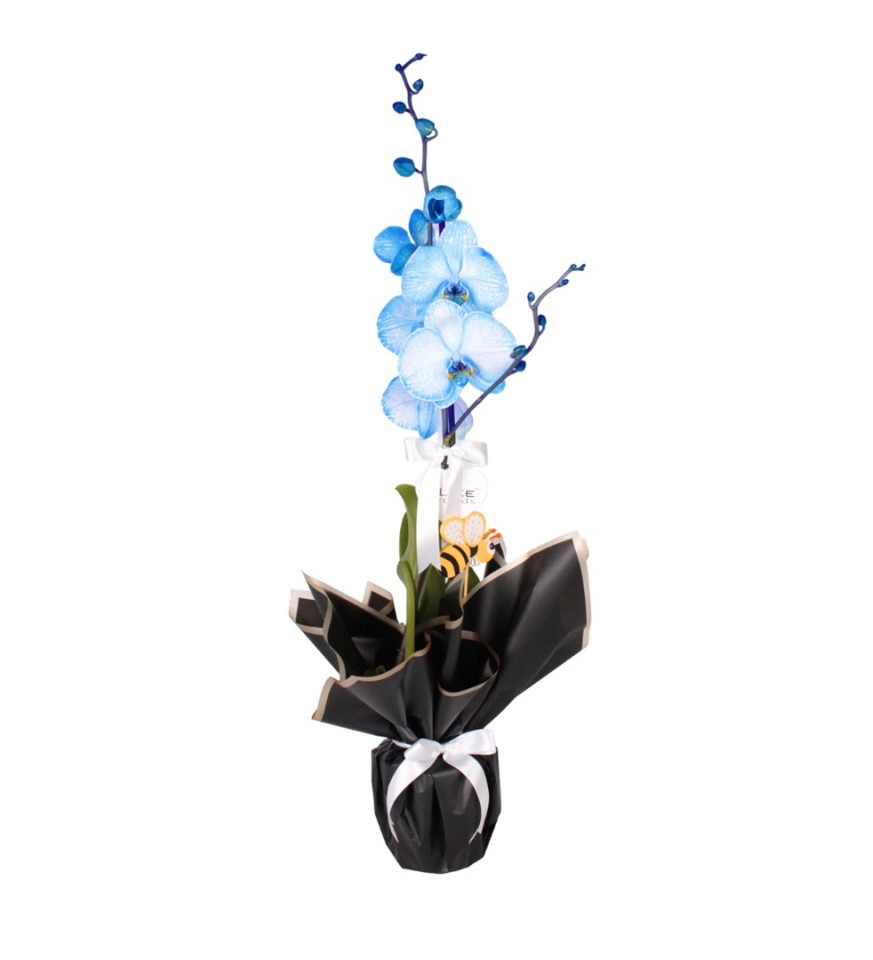 Mavi Orkide - Tek Dal
